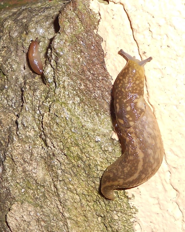 Limacus flavus in Liguria